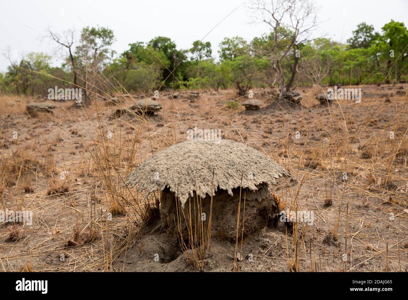 Selingue, Malí, 27th de abril de 2015; un campo agrícola con muchos montículos de termitas. Foto de stock
