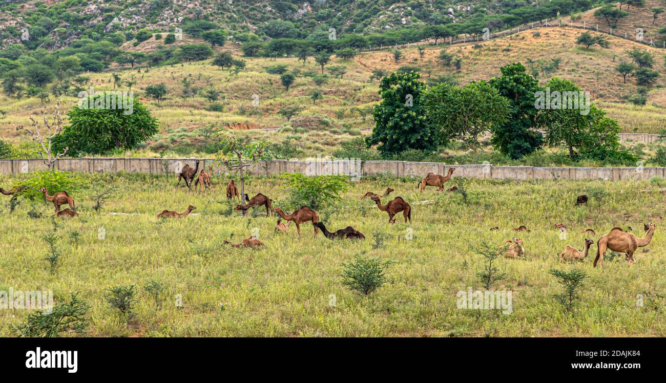 la manada de camellos pastando en la hierba verde en el festival de camellos pushkar. Foto de stock