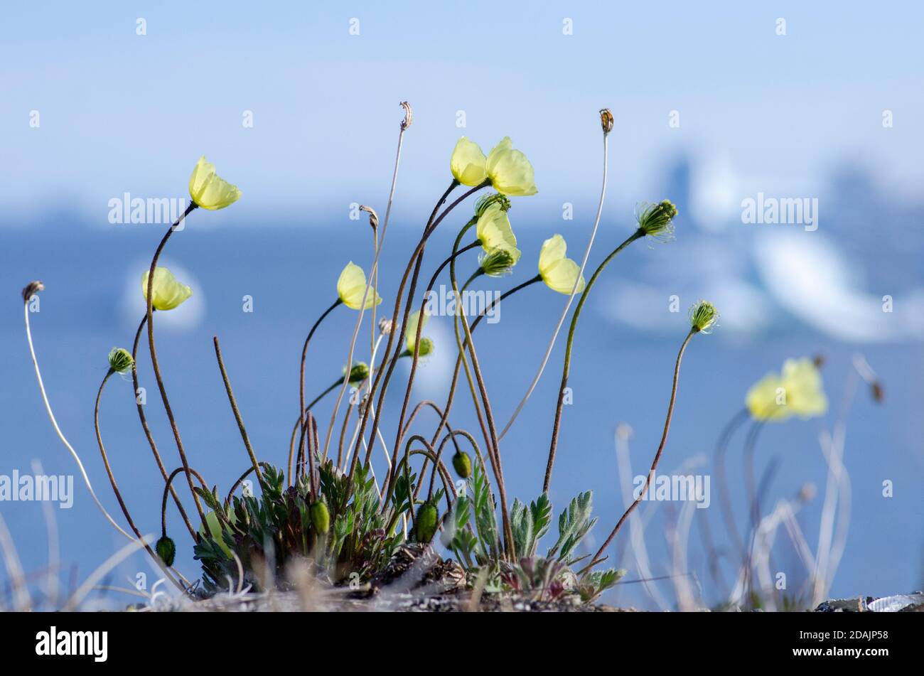 amapola ártica en la tundra