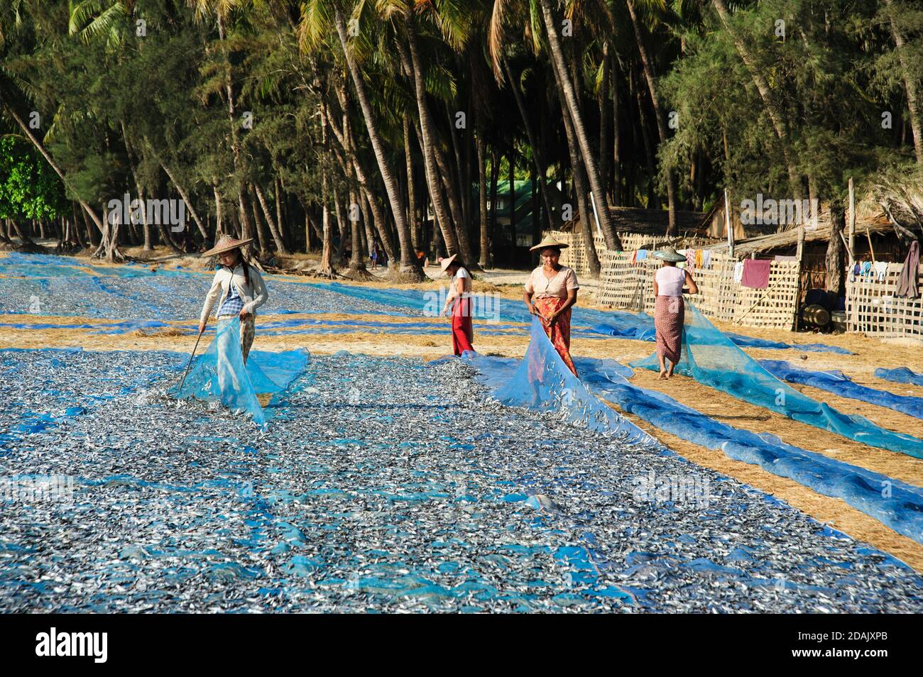 Mujeres birmanas trabajando en la playa Ngapali clasificando los peces de Las redes de pesca Ngapali playa Myanmar Foto de stock