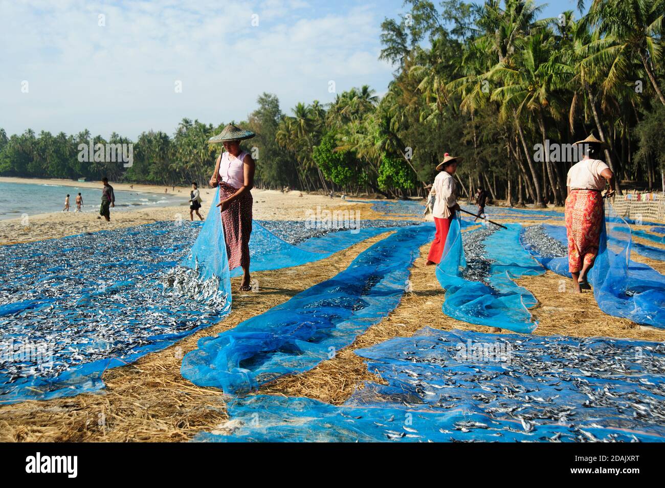 Mujeres birmanas trabajando en la playa Ngapali clasificando los peces de Las redes de pesca Ngapali playa Myanmar Foto de stock