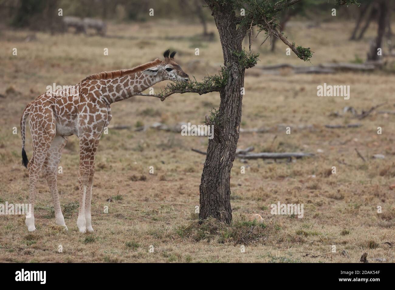 Jirafa bebé en el árbol pequeño, Kenia Foto de stock