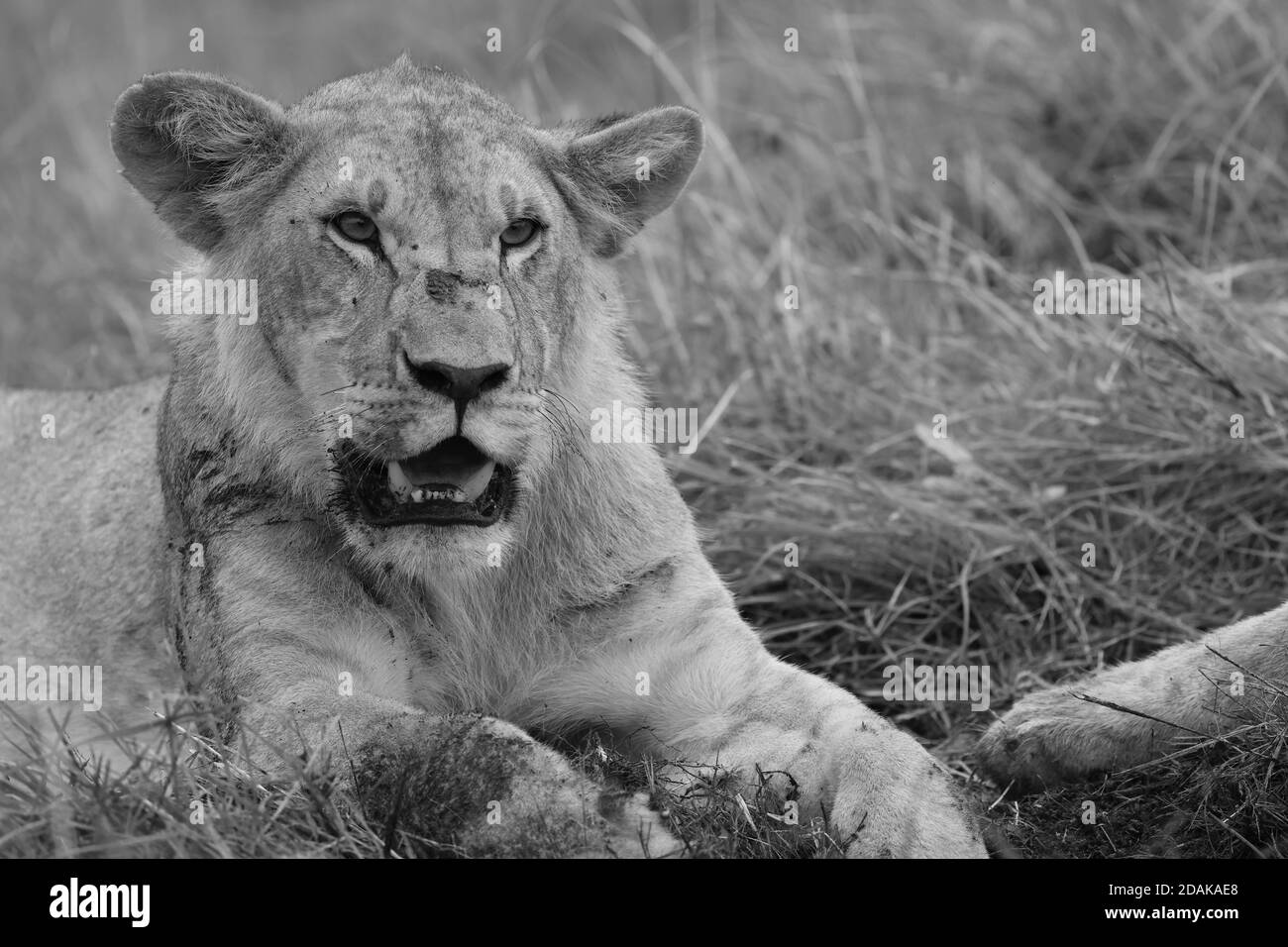 Leones en Kenia, Monocromo Foto de stock