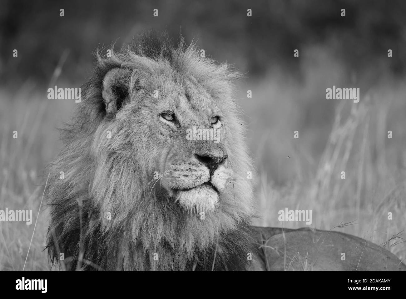 Leones en Kenia, Monocromo Foto de stock