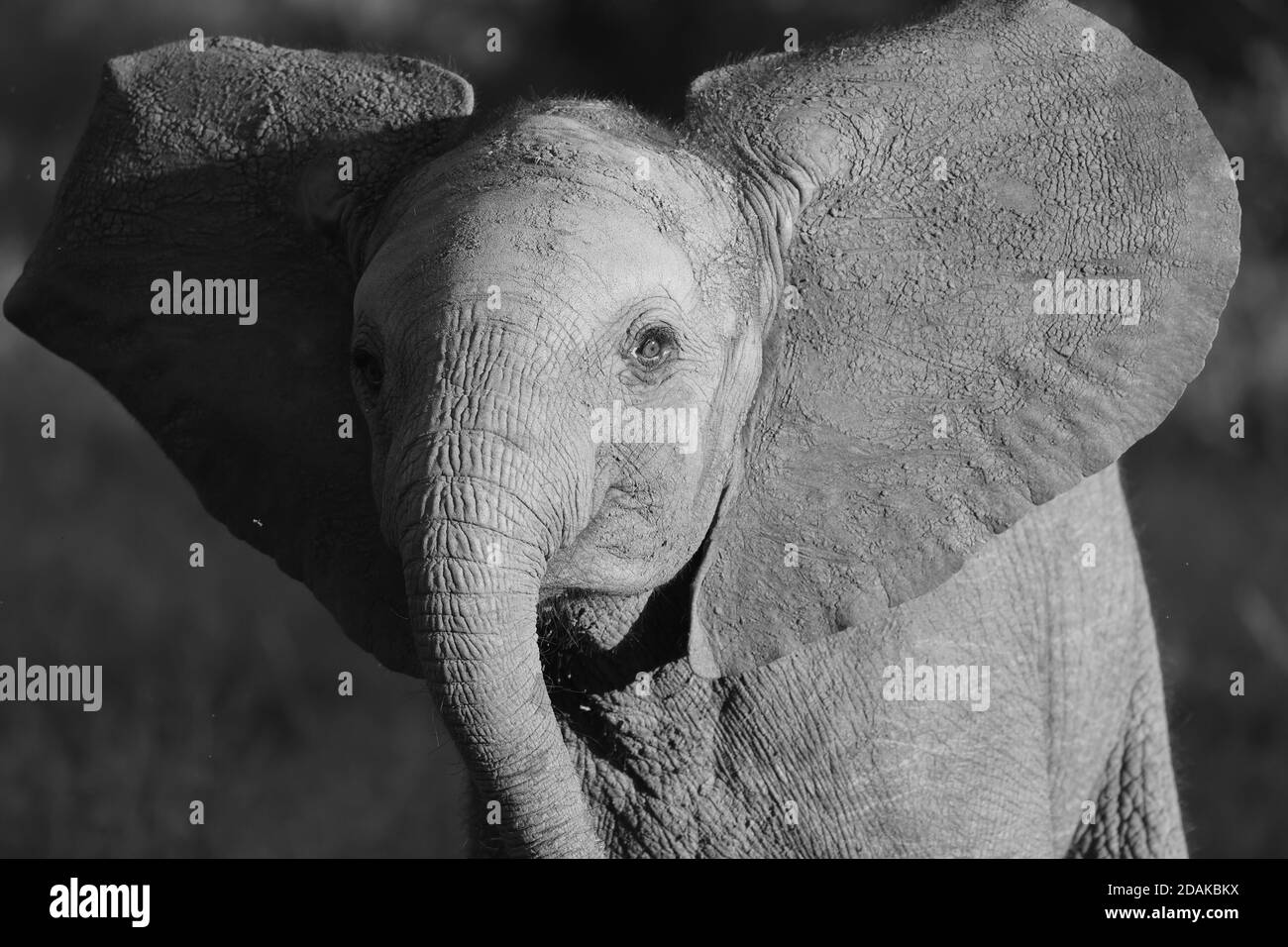 Elefante en Kenia, Mon ochrome Foto de stock