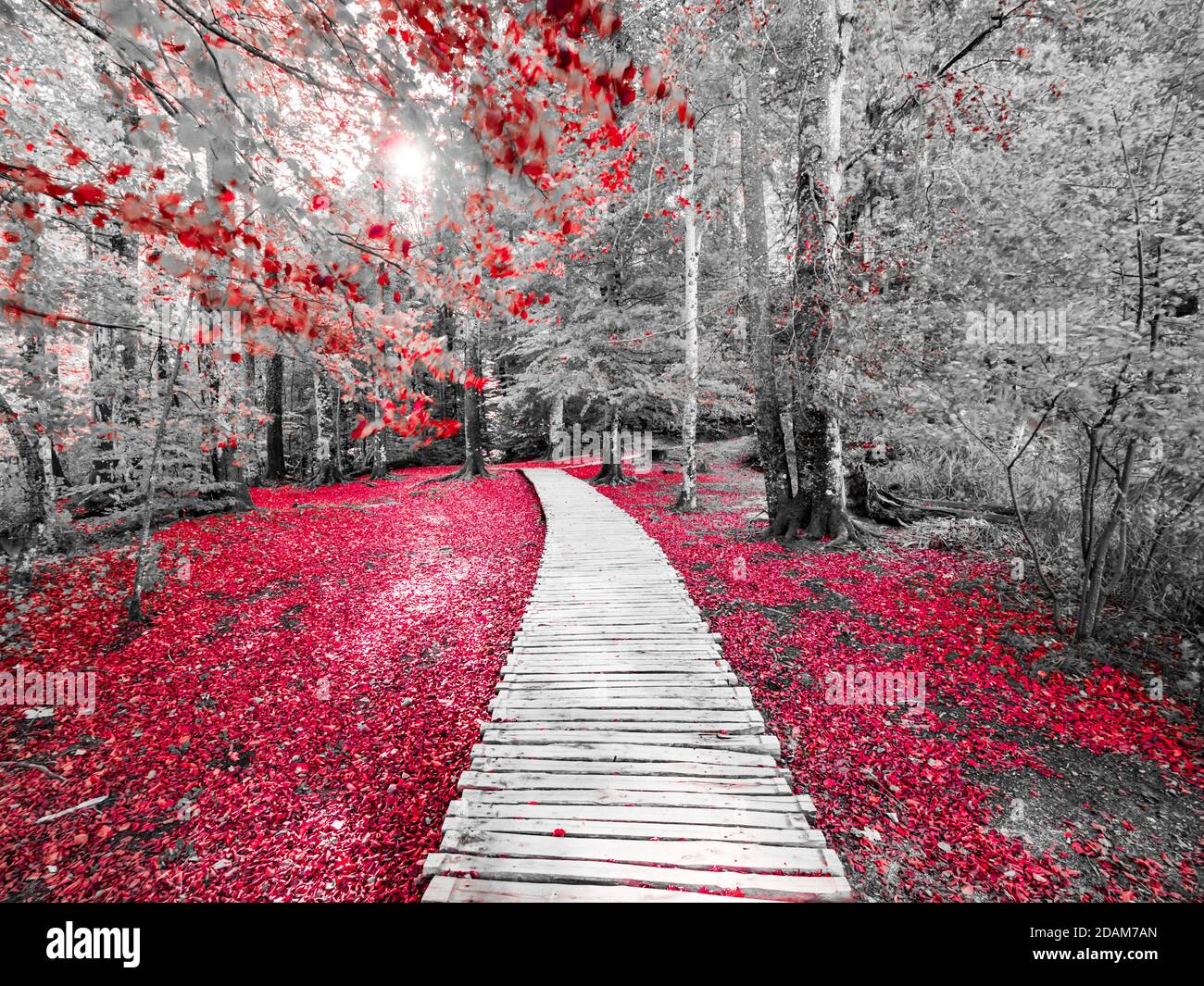 Parque nacional de los lagos de Plitvice en Croacia Europa alterada de color rojo Mezcla con blanco y negro monocromo Foto de stock