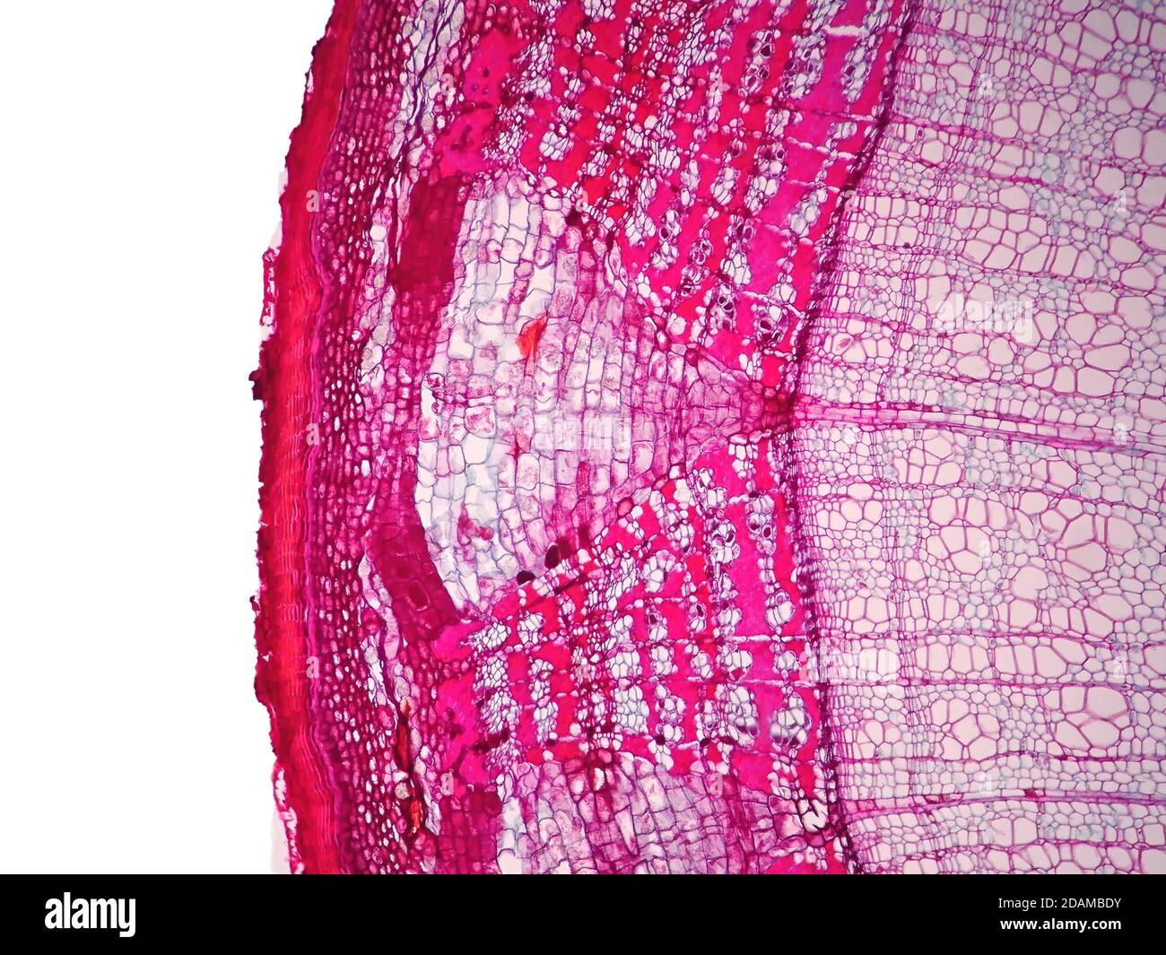 Tallo vegetal, micrográfico ligero. Foto de stock
