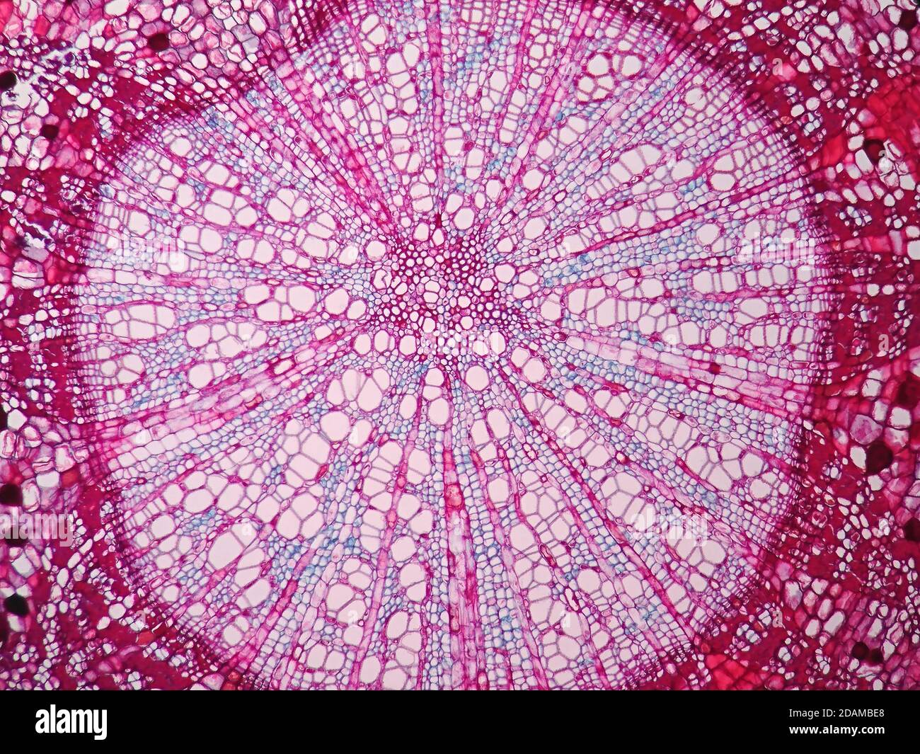 Tallo vegetal, micrográfico ligero. Foto de stock
