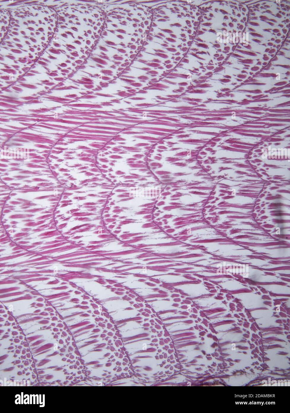 Tejido muscular de pescado, micrografía ligera. Foto de stock