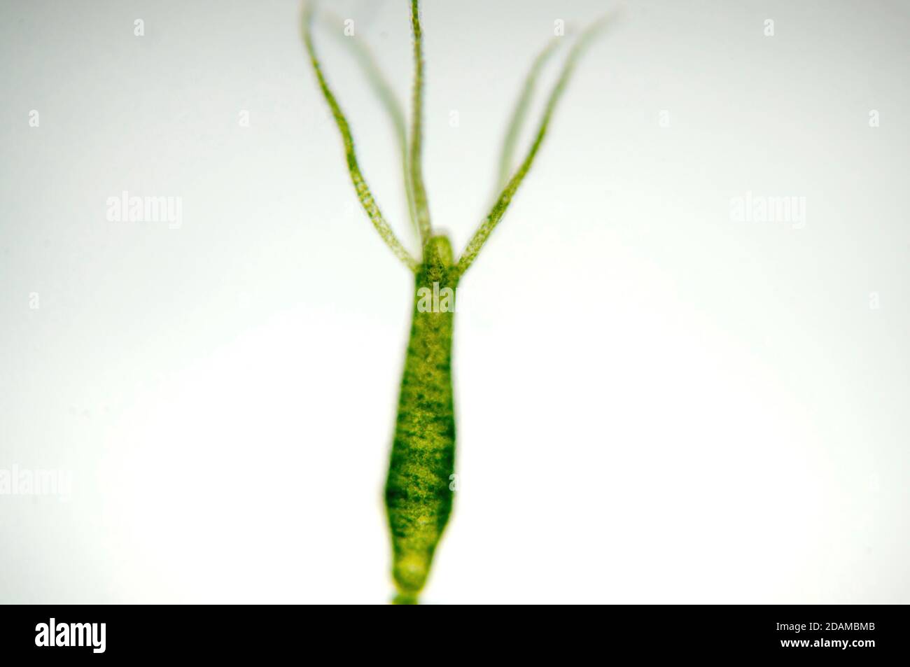 Hydra, micrografía ligera. Hydra son pequeños animales de agua dulce del phylum Cnidaria y la clase Hydrozoa. Foto de stock