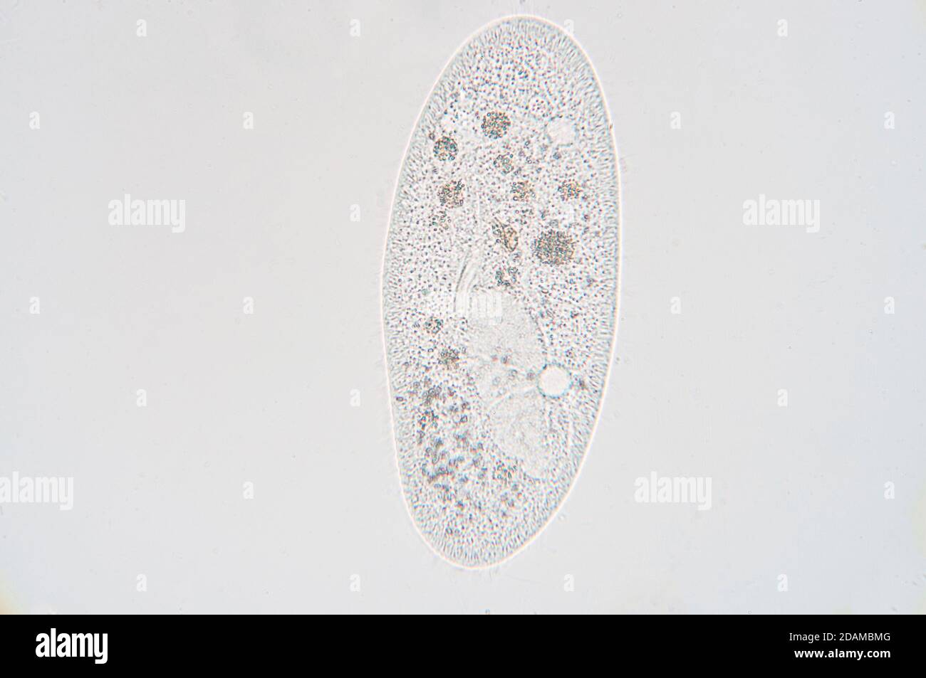 Paramécio, micrografía ligera. Paramecium es un género de protozoos ciliados unicelulares. Están muy difundidas en agua dulce, salobre y ambiente marino Foto de stock