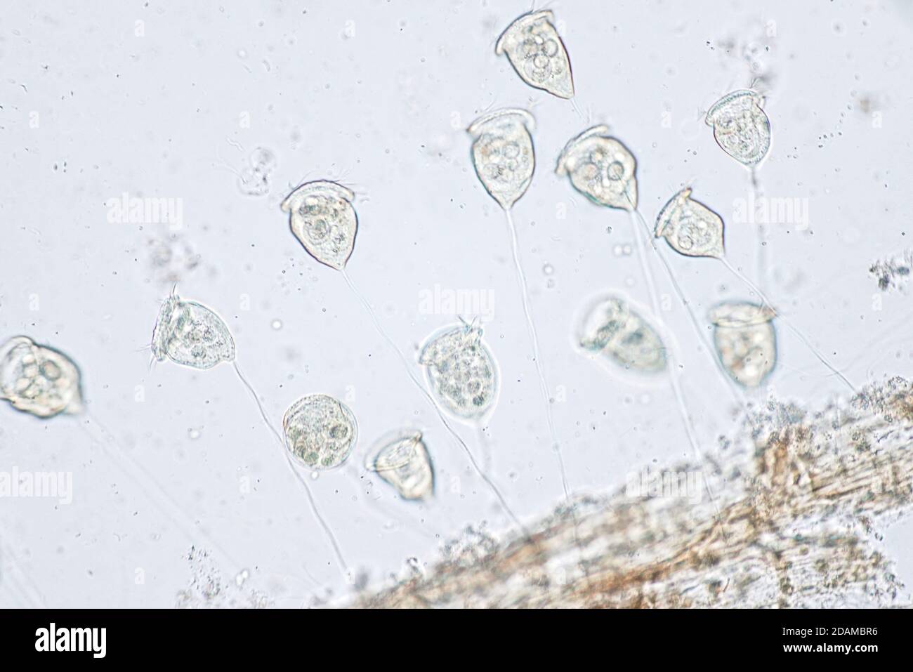 Vorticella protozoa, micrografía ligera. Foto de stock