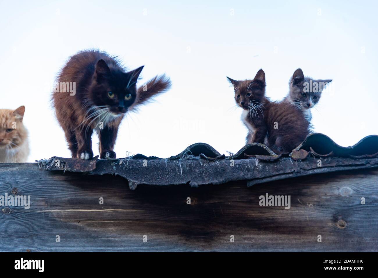 Familia de gatos sentados y caminando sobre la valla del techo Foto de stock