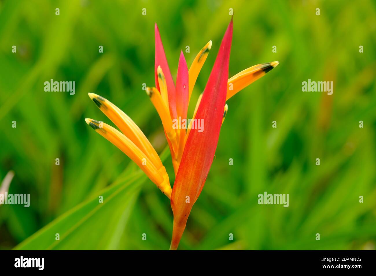 Ciudad de Panamá - Azucas de langosta de flor naranja o flor de pico de tucán - Heliconia Fotografía de stock - Alamy Ciudad de Panamá - Azucas de langosta de flor naranja o flor de pico de tucán - Heliconia Fotografía de stock - Alamy