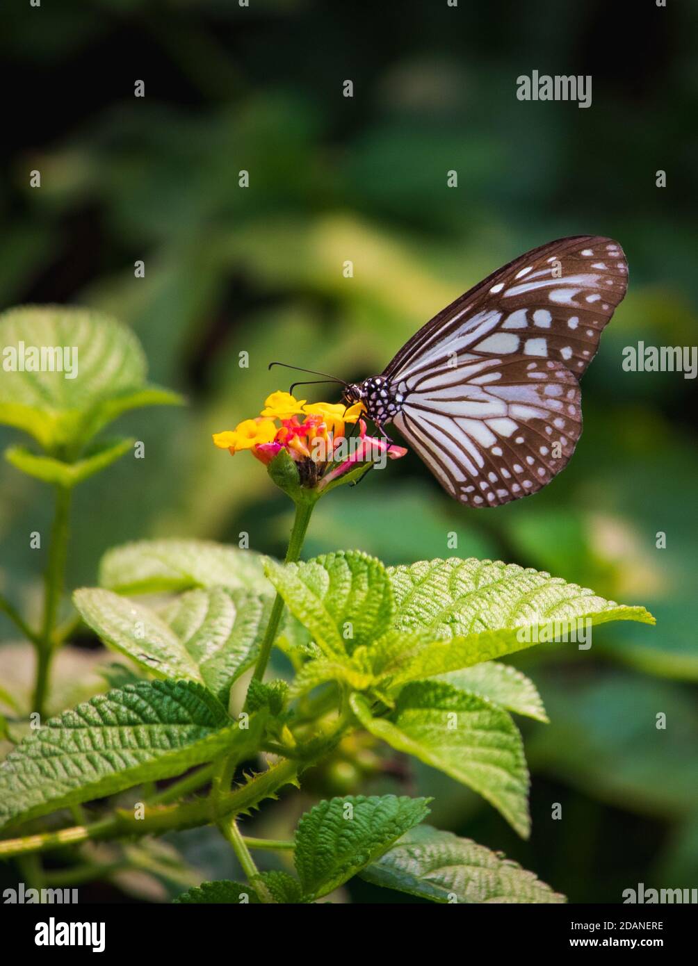 Hermoso primer plano de un azul Glassy mariposa de alimentación de tigre miel en una flor amarilla con fondo verde borroso Foto de stock