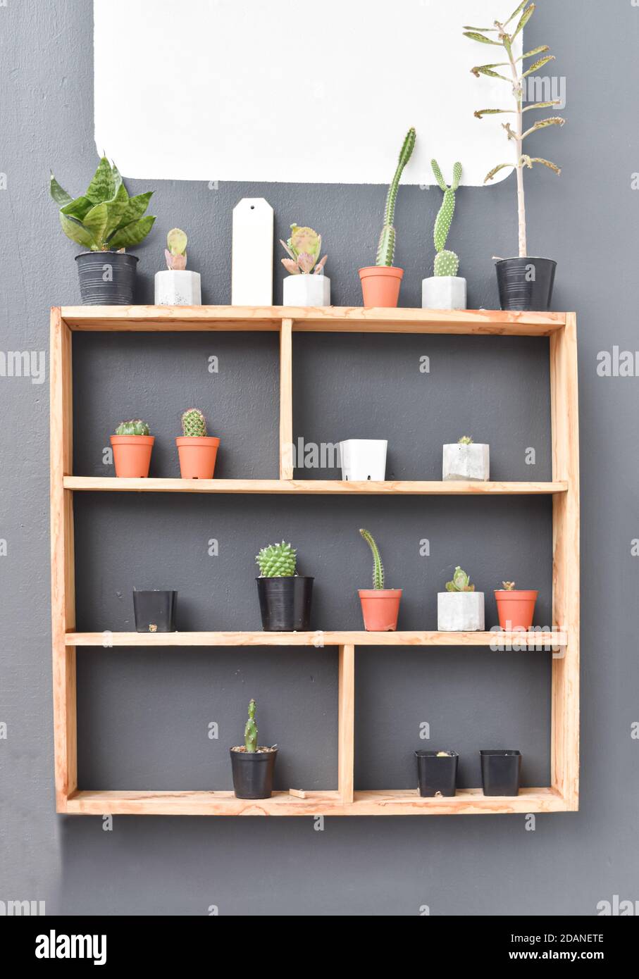 Cactus y suculentos en estante de madera. Planta cactus pequeña maceta stock - Alamy