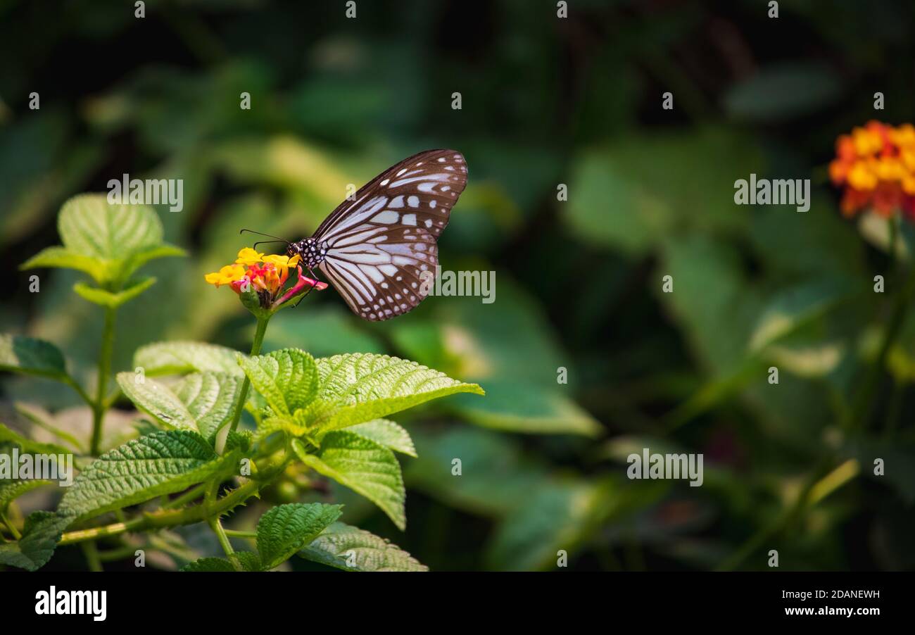 Hermoso primer plano de un azul Glassy mariposa de alimentación de tigre miel en una flor amarilla con fondo verde borroso Foto de stock