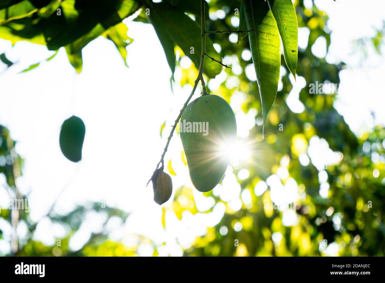 sol brillando detrás de mango verde Foto de stock