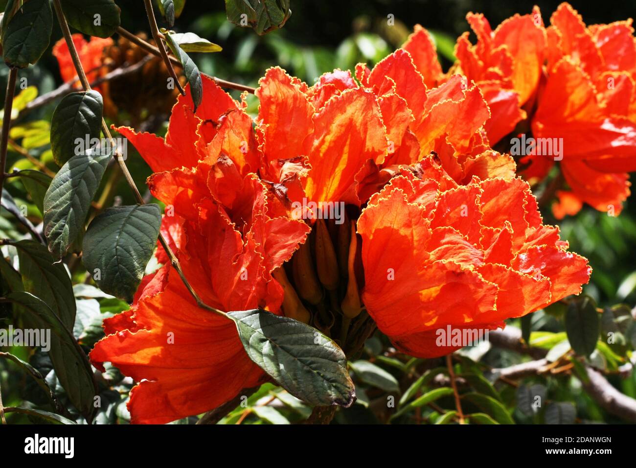Afrikanischer Tulpenbaum Foto de stock