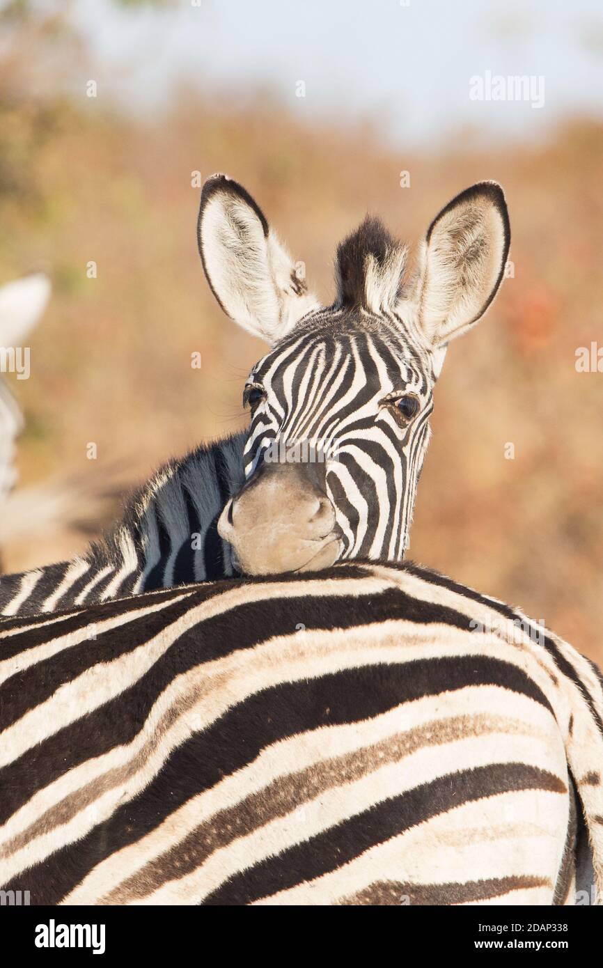 Plano cebra de cerca, Equus quagga, Parque Nacional Kruger Foto de stock