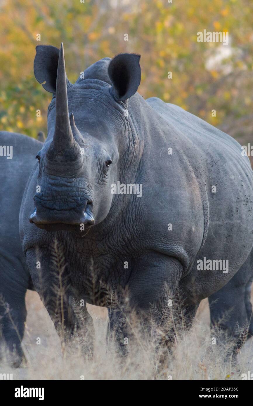 Rinoceronte blanco de cerca tomado en el parque nacional Kruger Foto de stock
