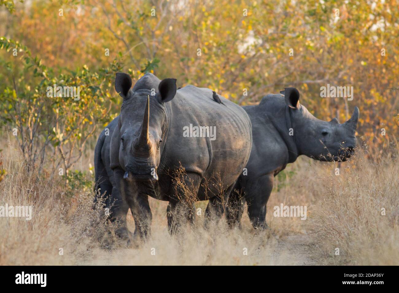 Rinoceronte blanco de cerca tomado en el parque nacional Kruger Foto de stock
