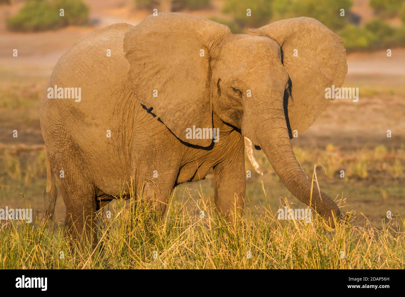 Cerca de elefantes, Loxodonta africana, Parque Nacional Kruger Foto de stock