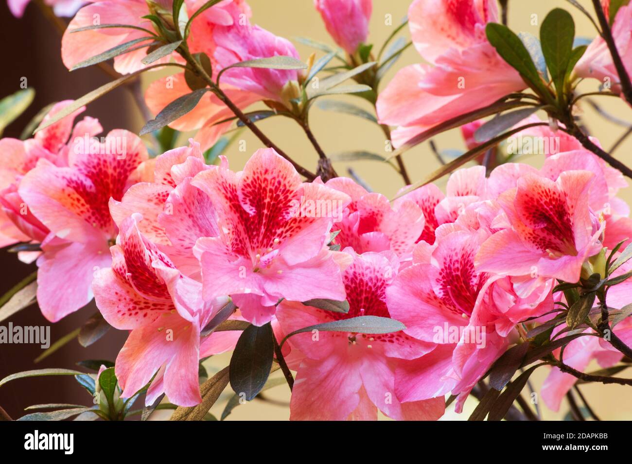 Azalea planta en flor Fotografía de stock - Alamy