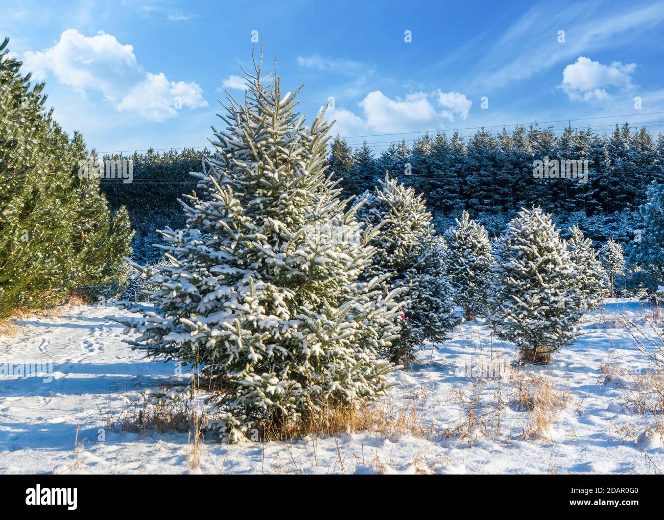 Abeto Balsam en una granja de árboles de Navidad cubierta de una manta de nieve. Foto de stock