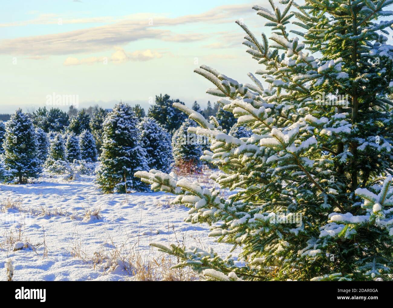 Abeto Balsam en una granja de árboles de Navidad cubierta de una manta de nieve. Foto de stock