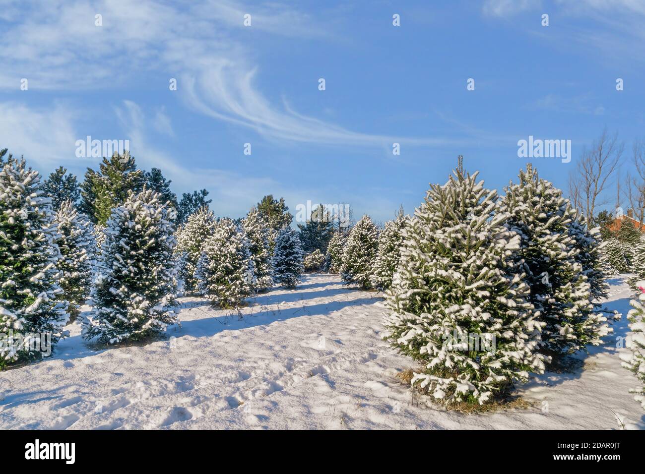 Abeto Balsam en una granja de árboles de Navidad cubierta de una manta de nieve. Foto de stock
