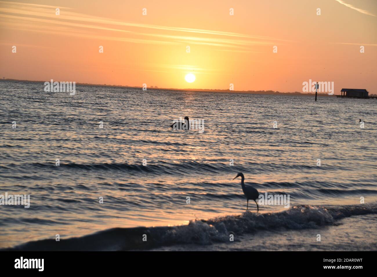 Pájaros en el agua durante un amanecer temprano por la mañana. Foto de stock