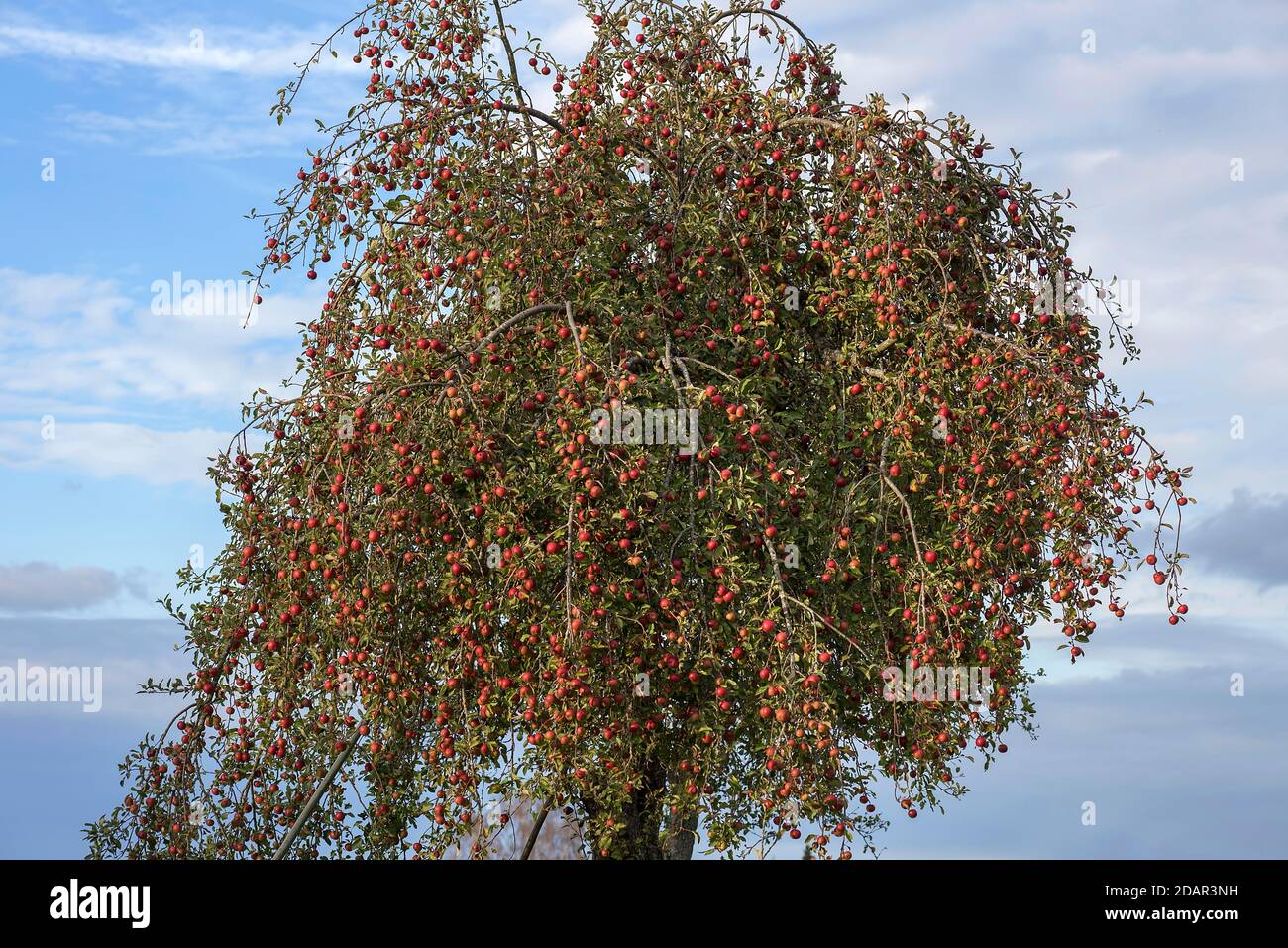 Manzano (Malus) con frutos maduros, Baviera, Alemania Foto de stock