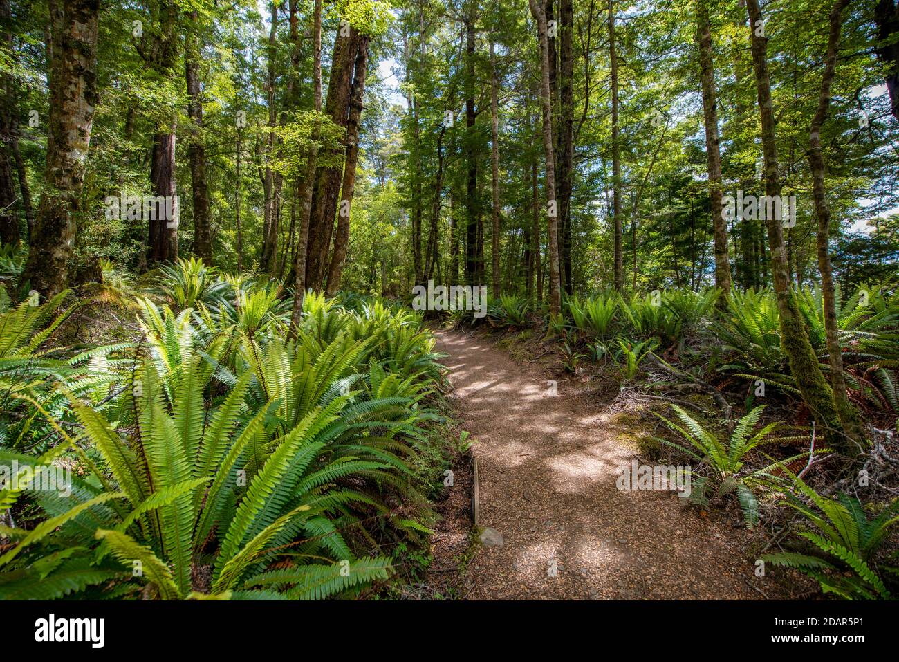 Helechos arborescentes bosque templado lluvioso fotografías e imágenes
