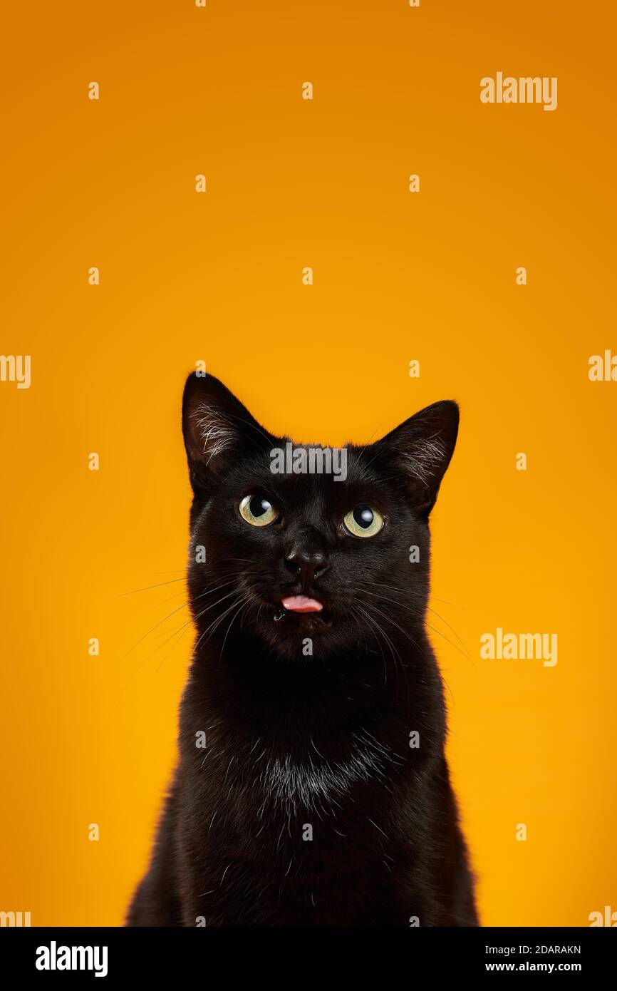 Gato negro (Felis silvestris catus), muestra lengua, en estudio con fondo amarillo, retrato animal, Austria Foto de stock