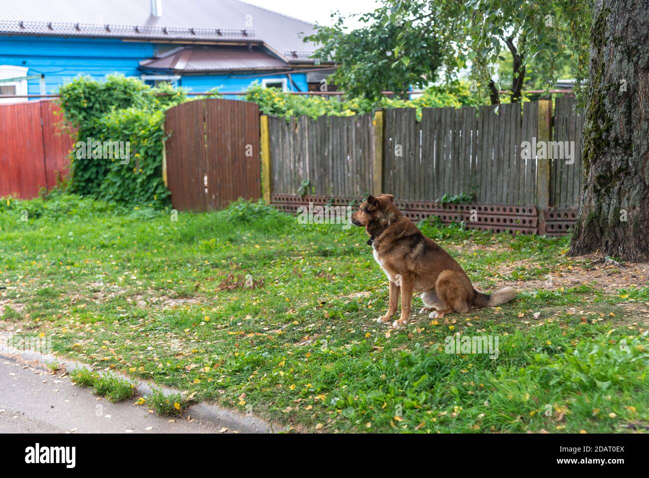 Perro en el patio de casa rústica de madera casa de verano Fotografía de  stock - Alamy
