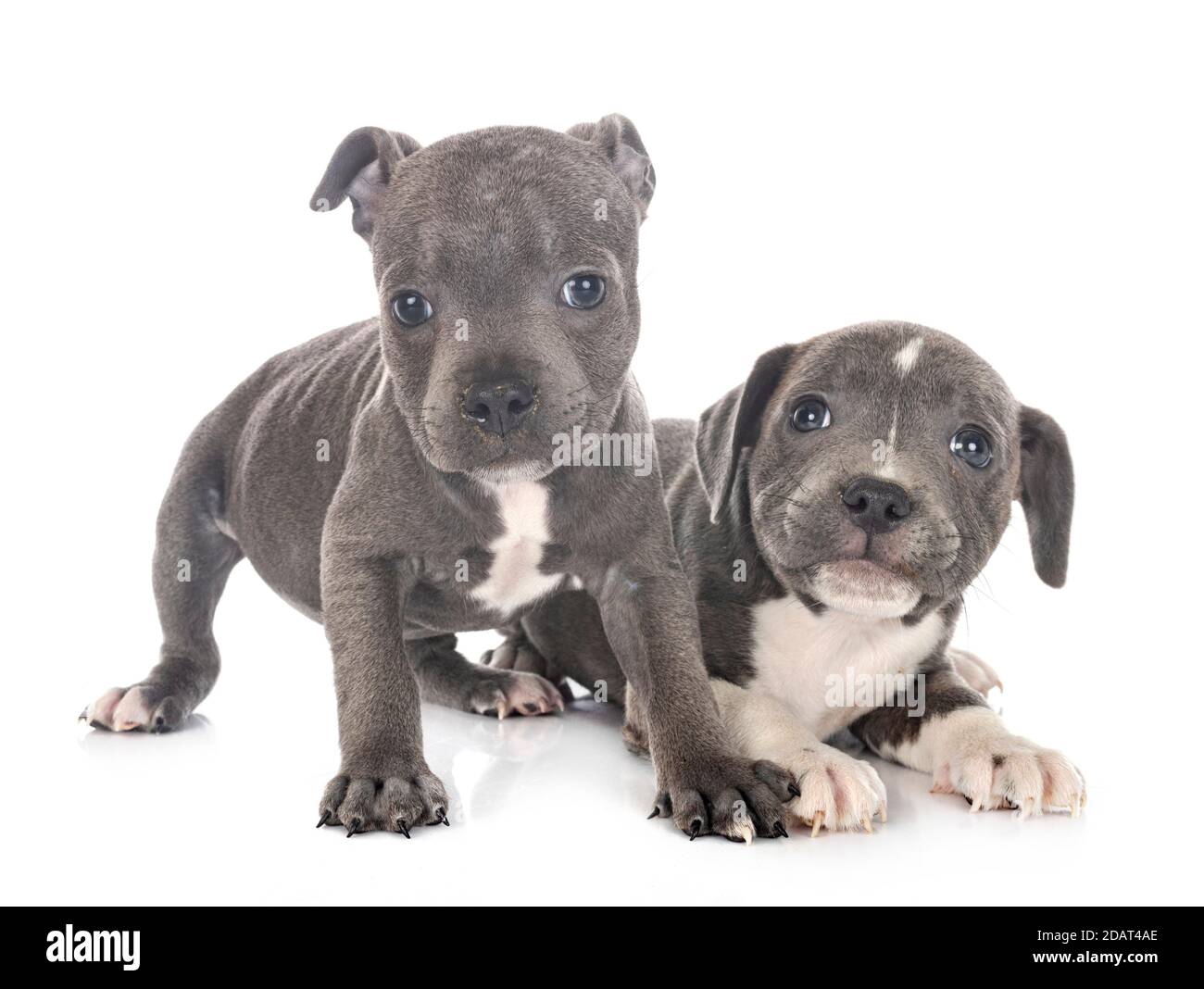 Staffordshire Bull Terrier Cachorros Fotos E Imagenes De Stock Alamy