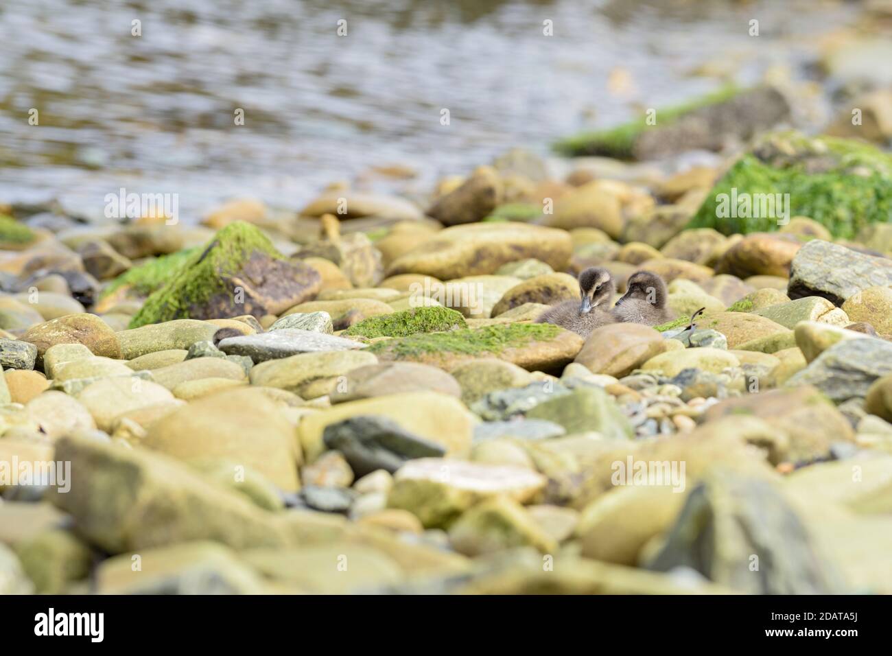 Eider común - Somateria mollissima, hermoso pato de mar de las costas del Atlántico Norte, Shetlands, Escocia, Reino Unido. Foto de stock