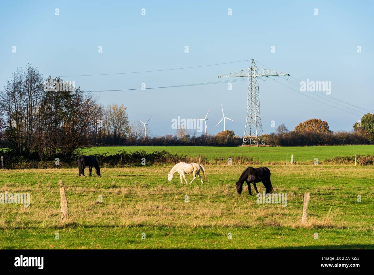 Pferde auf einer Weide vor Windrädern und einer Hochspannungsleitung Foto de stock