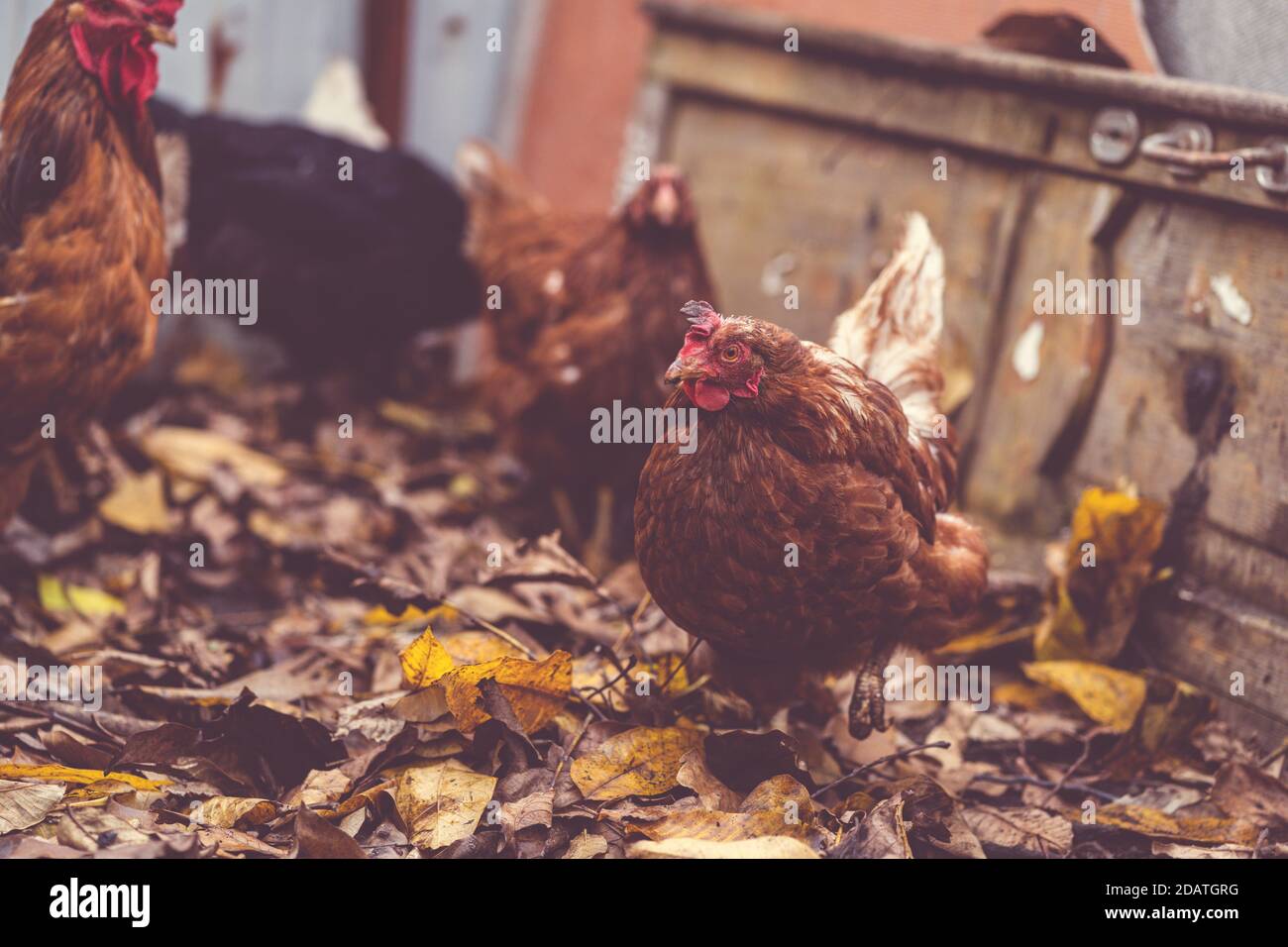 Pollos en hojas caídas en el aviario. Los pollos marrones caminan sobre un montón de hojas secas en un aviario en un día de otoño en una granja. Foto de stock