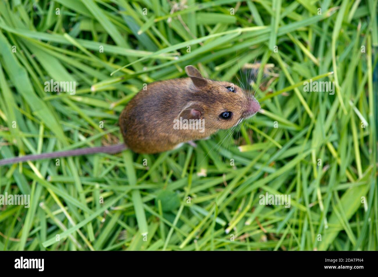 Wild Wood Mouse en la hierba Foto de stock