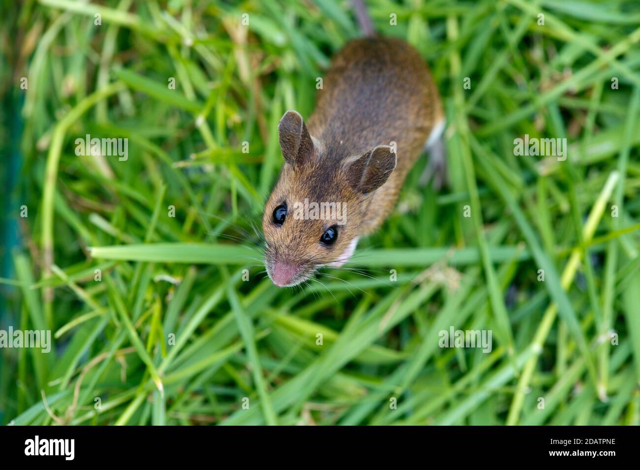 Wild Wood Mouse en la hierba Foto de stock