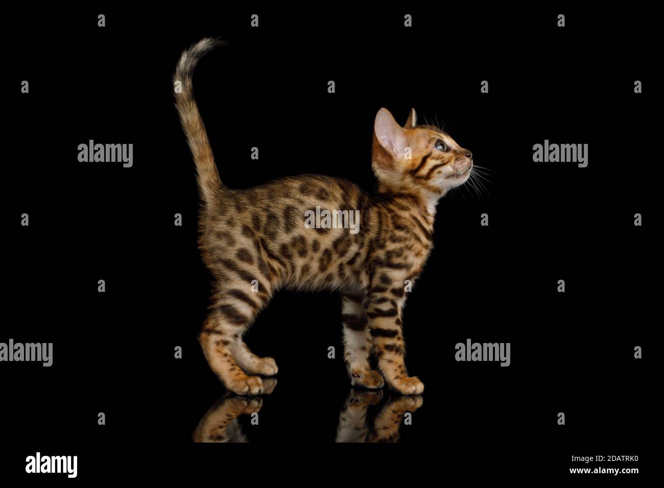 Juguetón de Bengala Kitten en el fondo negro aislado vista lateral Foto de stock