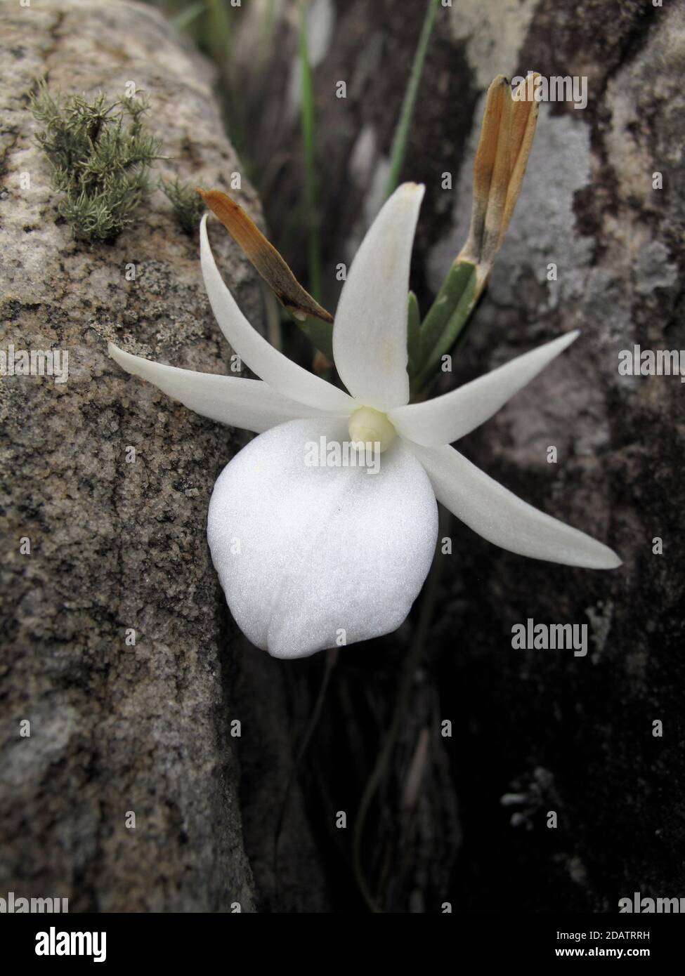 Orquídea salvaje (Angraecum rutenbergianum) creciendo rom una grieta en una roca en el Monte Ibity, Madagascar Foto de stock