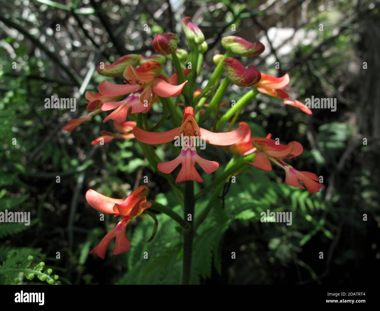 Orquídea (Cynorkis gibbosa) Creciendo en una reserva comunitaria de conservación en Madagascar Foto de stock