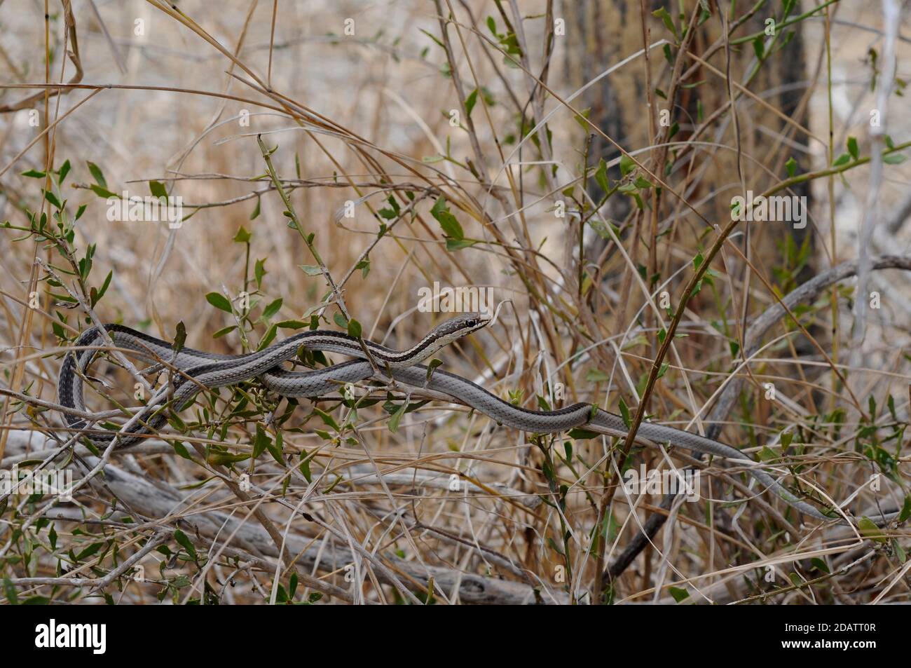 La serpiente de rayas de Bernier se mezcla con las ramas en los arbustos Foto de stock