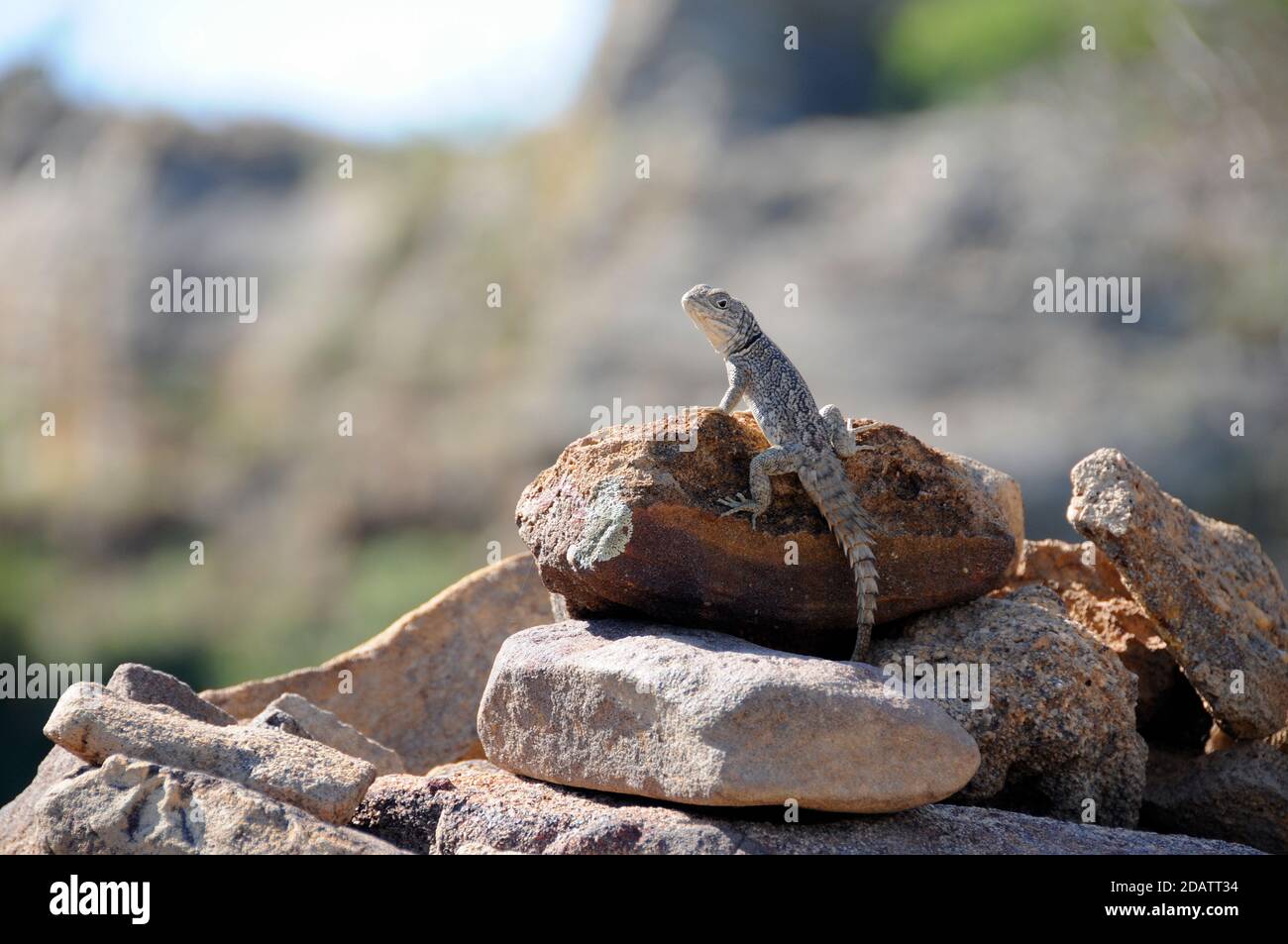 Madagascar Swift de Cuvier, un lagarto malgache encaramado en una roca en el parque nacional de Isalo Foto de stock