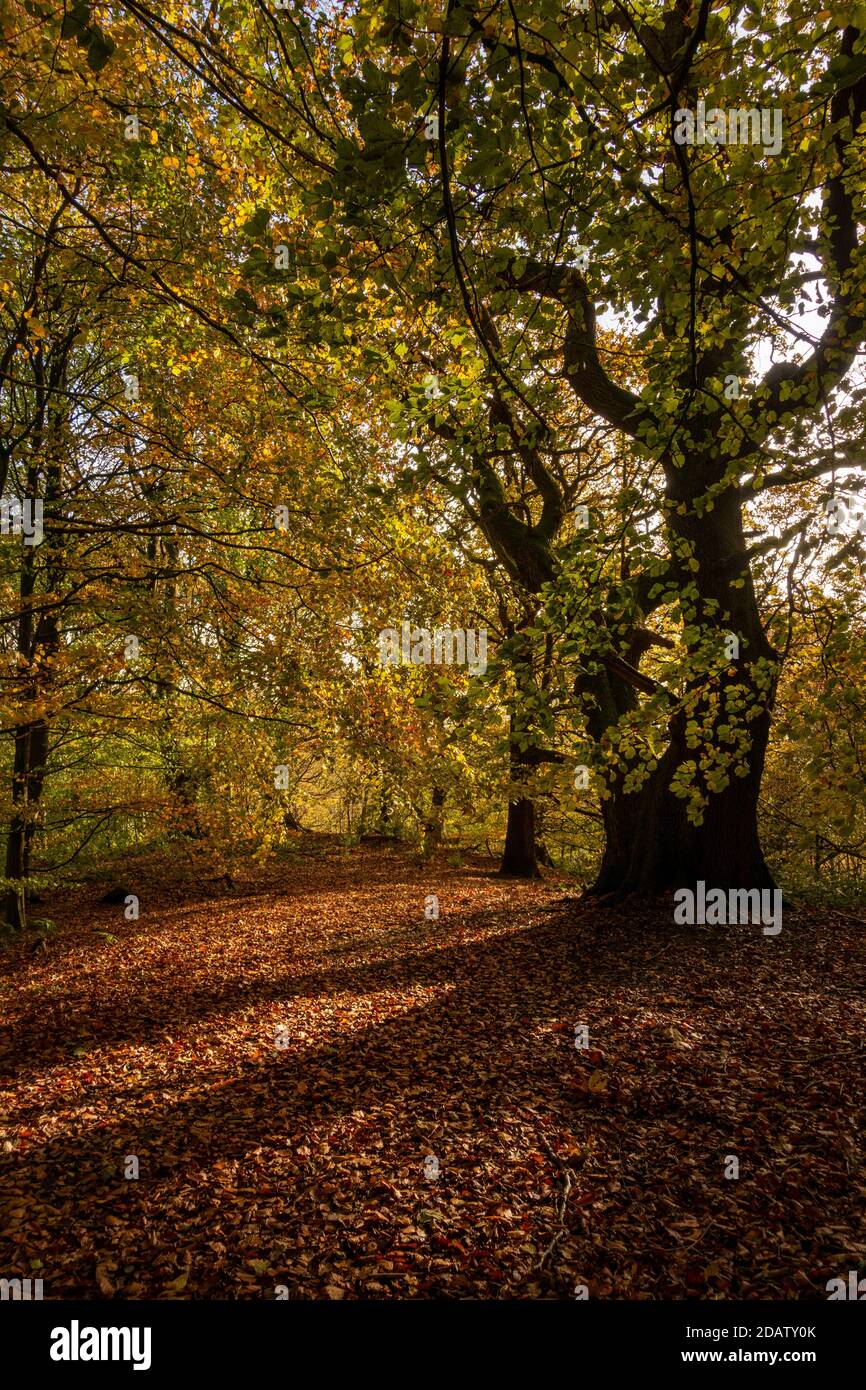 La luz del sol del otoño a través de árboles del bosque crea una alfombra dorada de hojas y colores de follaje impresionantes, Middleton Woods, Ilkley, W Yorkshire, Inglaterra, Reino Unido Foto de stock