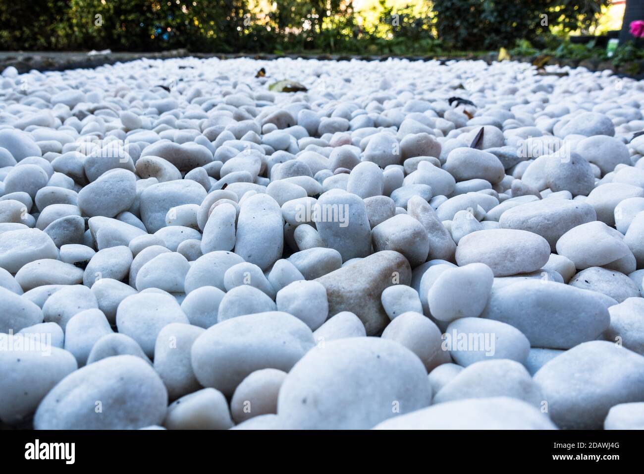 Vista en ángulo bajo de la decoración de guijarros polares blancos en el jardín Foto de stock