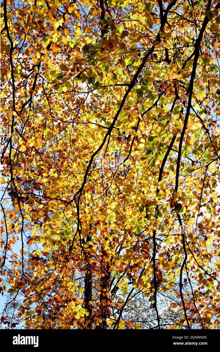 Coloridas hojas de haya, otoño en Liepnitzsee, Brandeburgo, Alemania Foto de stock
